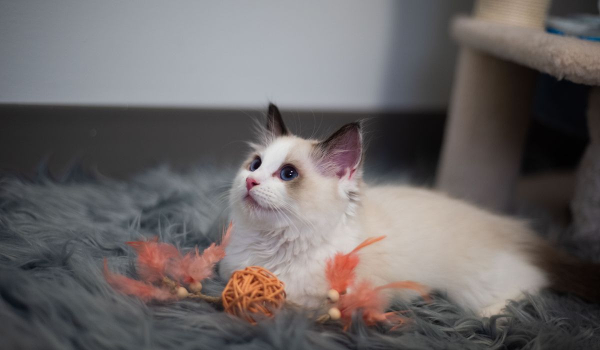 Feline Focus