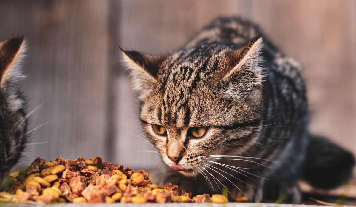 Feline Focus