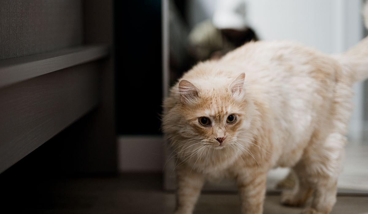 Feline Focus