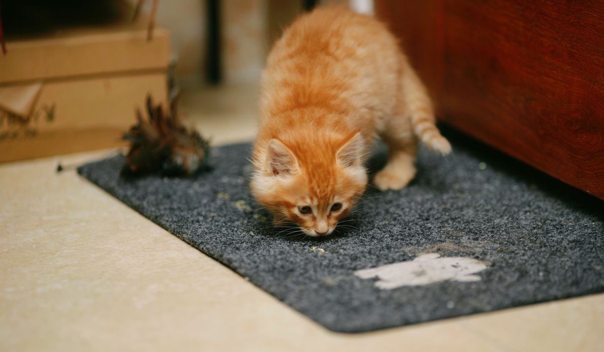 Feline Focus