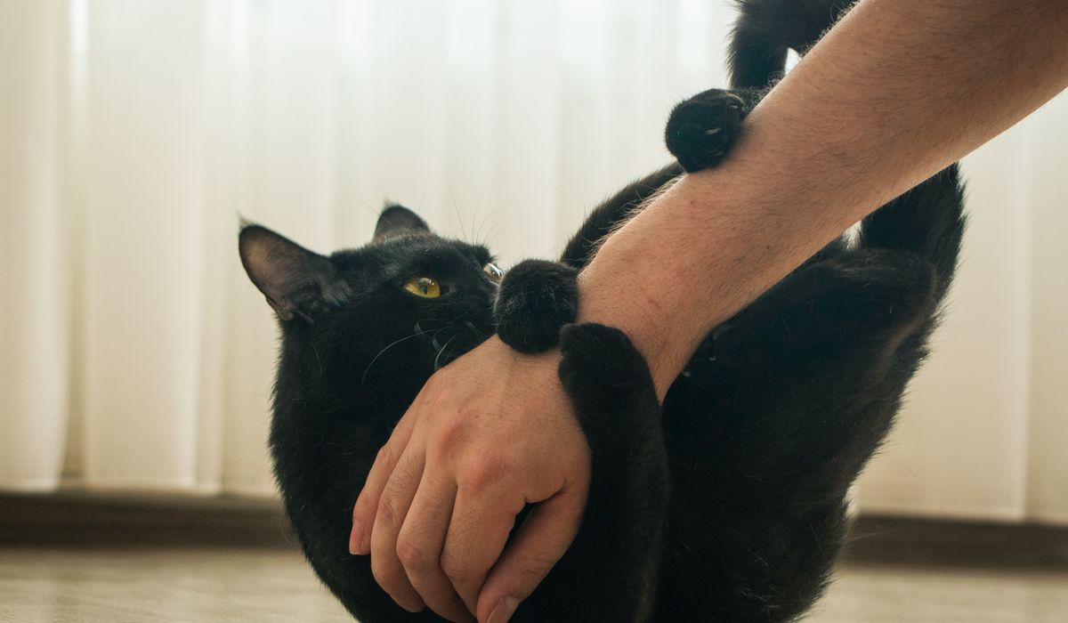 Feline Focus