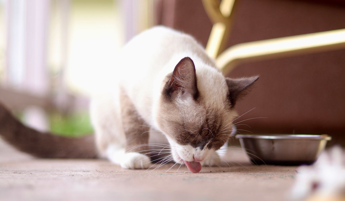 Feline Focus