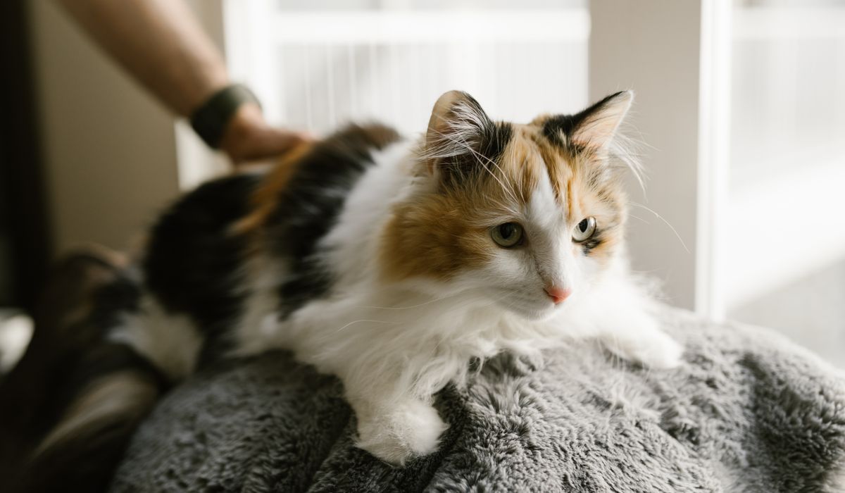 Feline Focus
