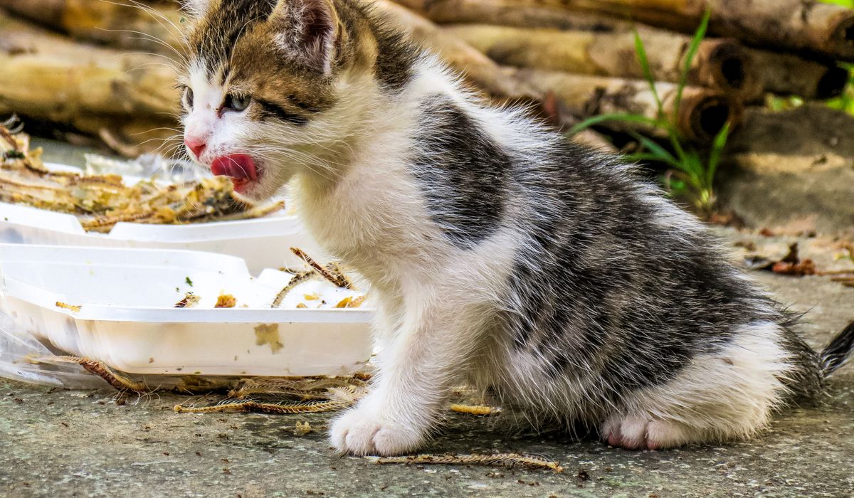 Feline Focus
