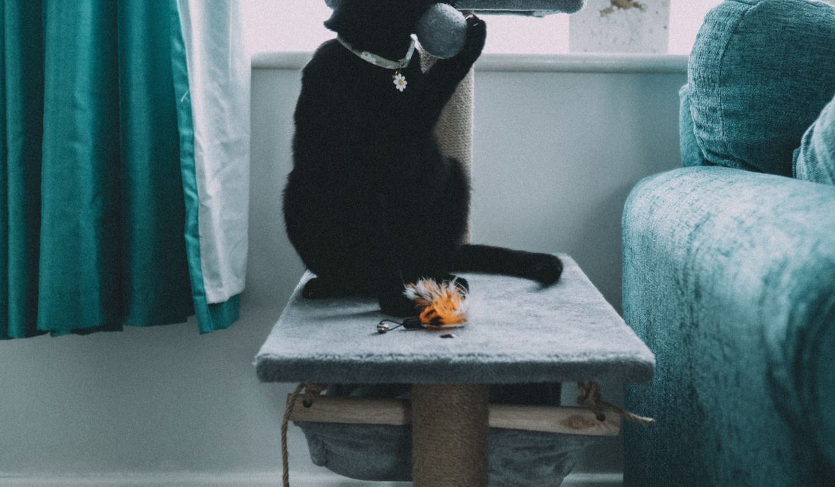 Feline Focus