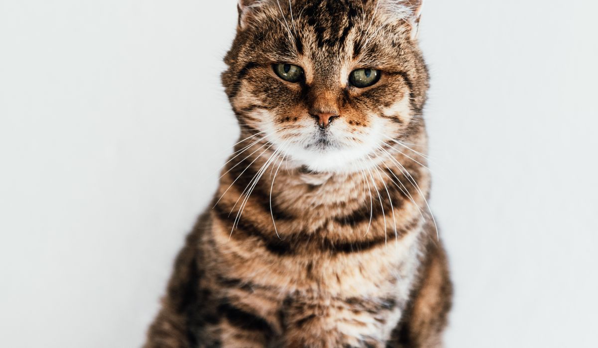 Feline Focus