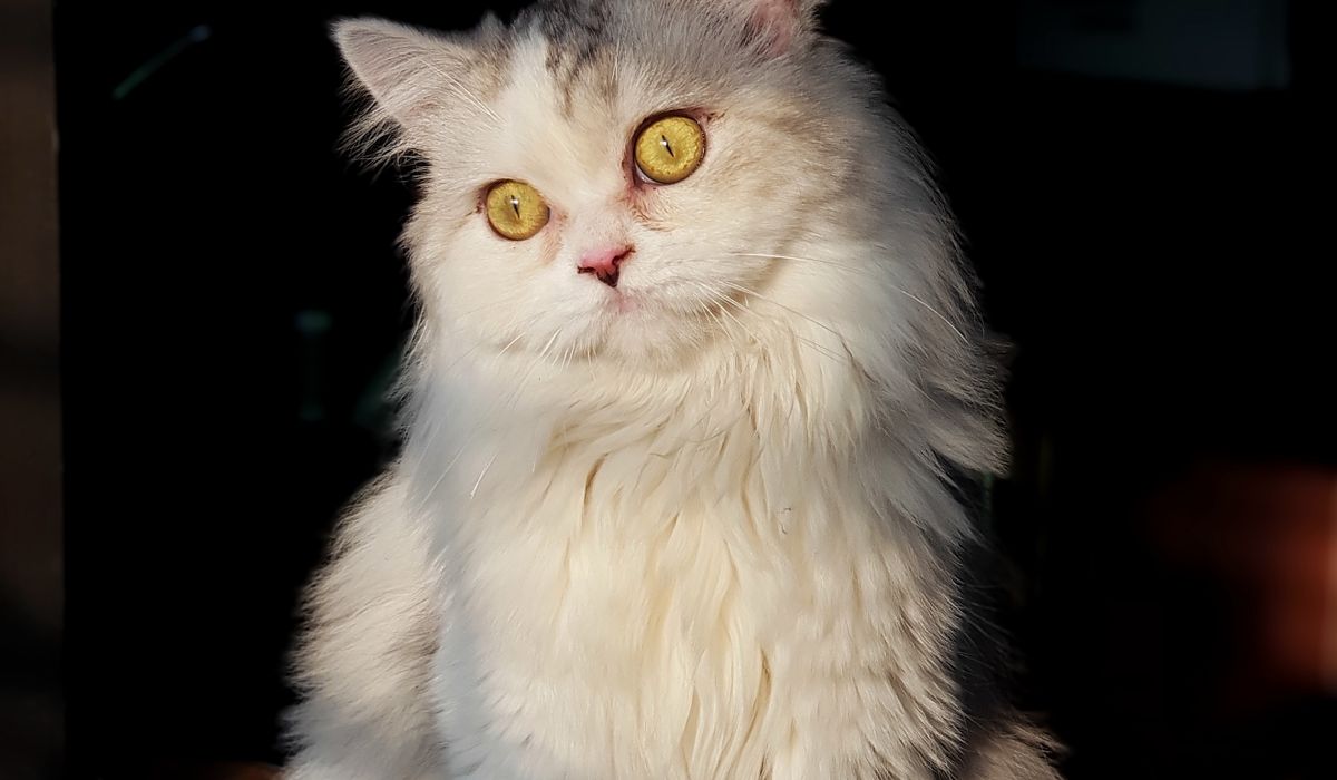 Feline Focus