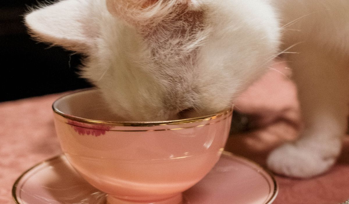 Feline Focus