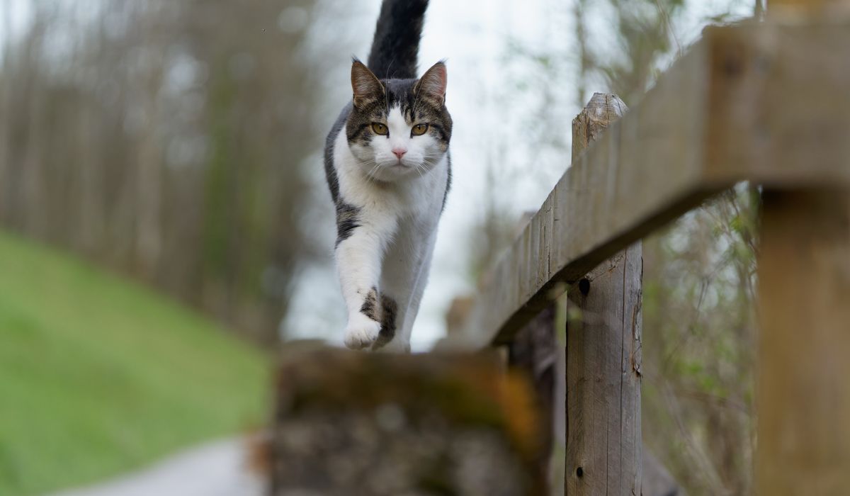 Feline Focus
