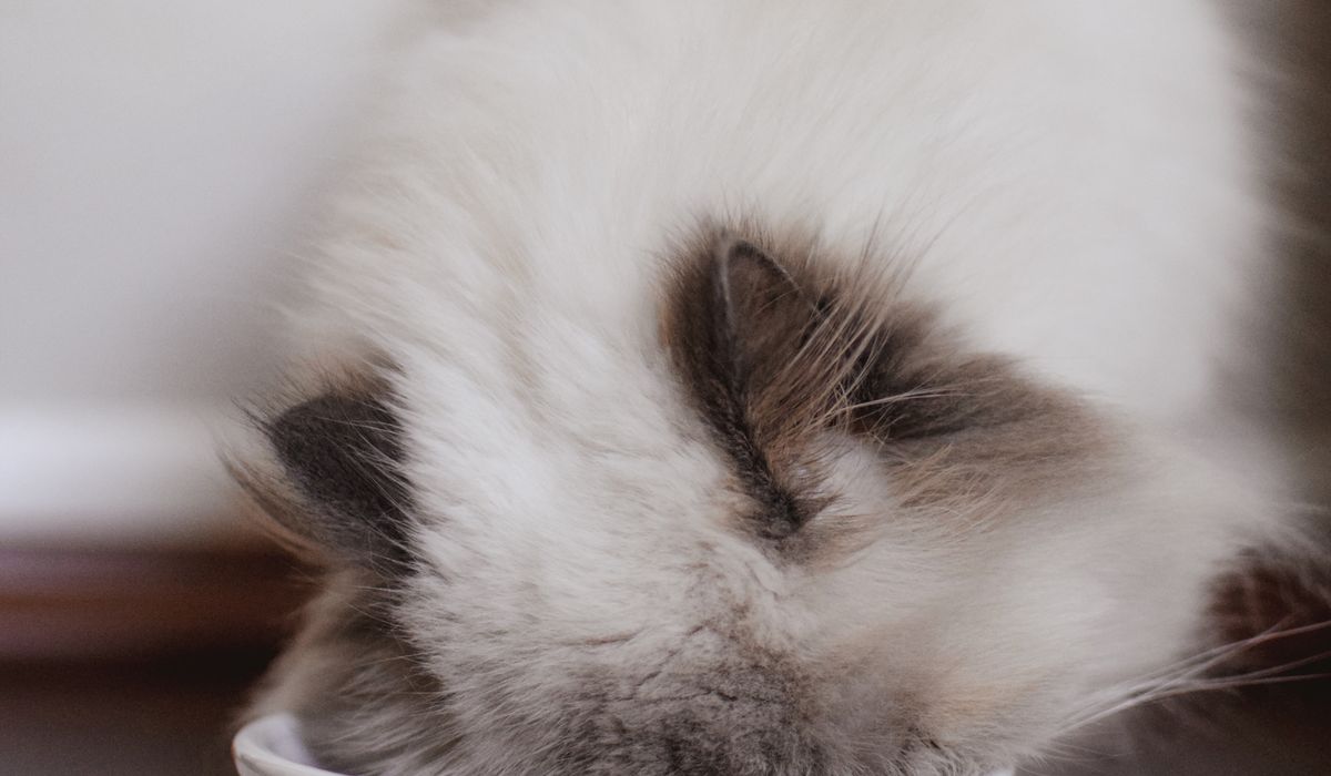 Feline Focus