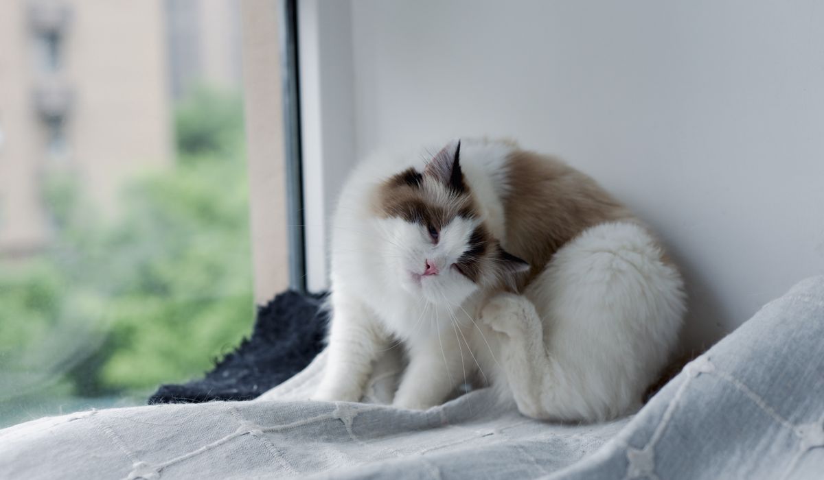 Feline Focus