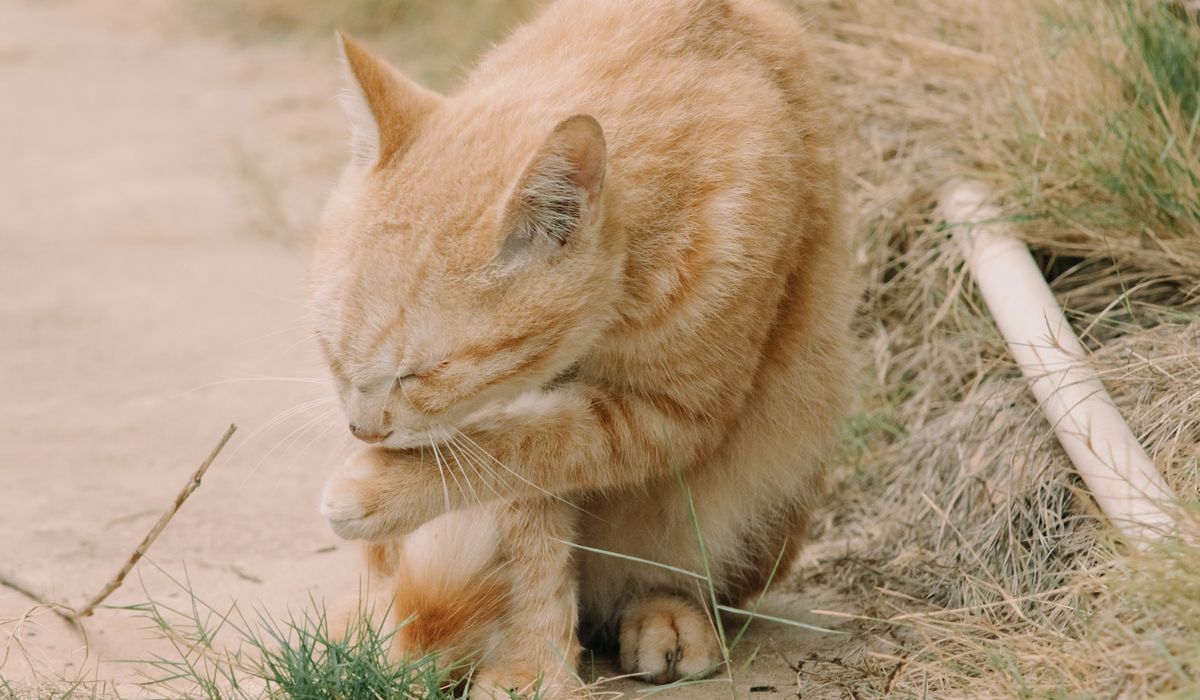 Feline Focus