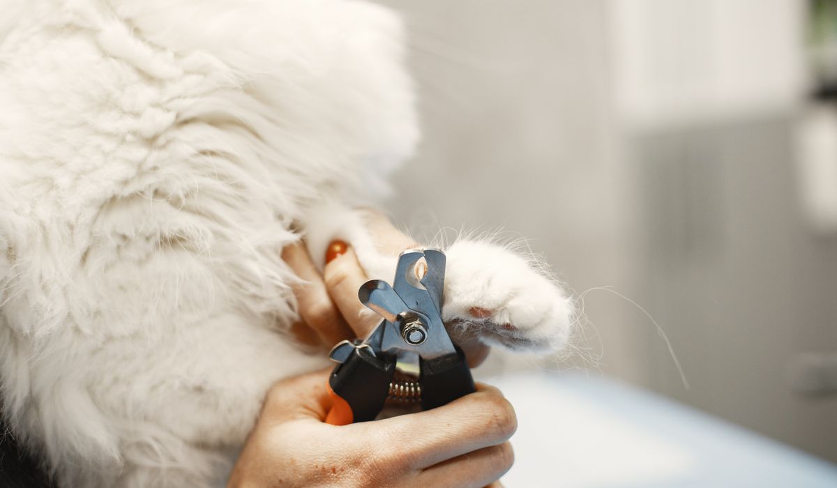 Feline Focus