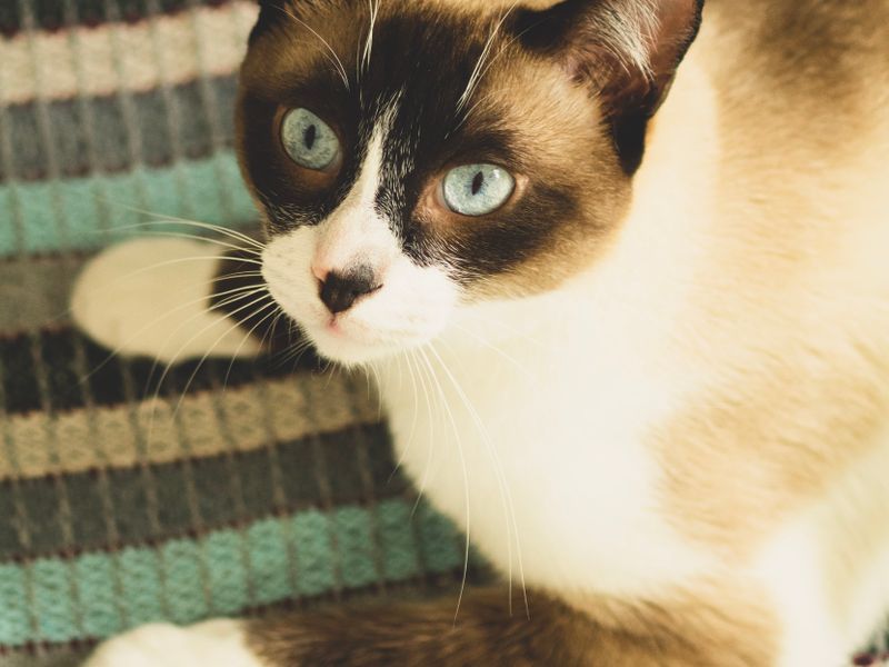 Feline Focus