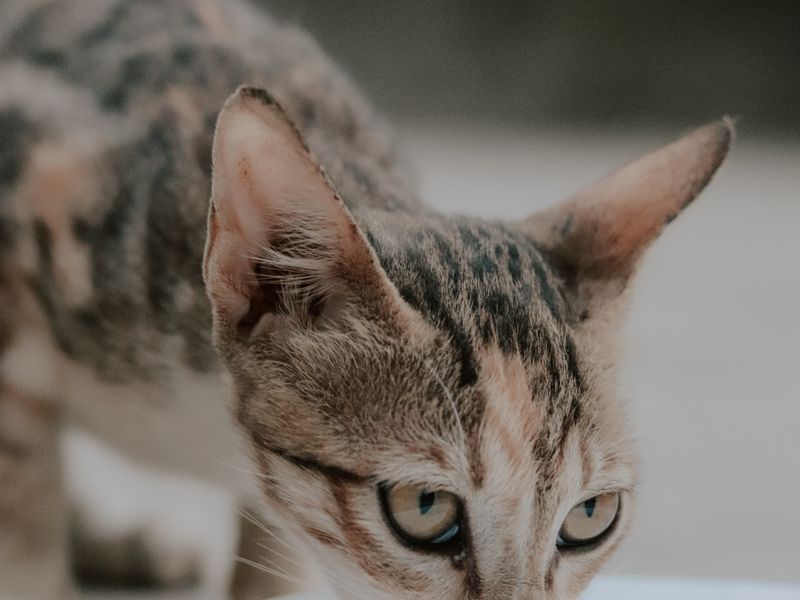 Feline Focus