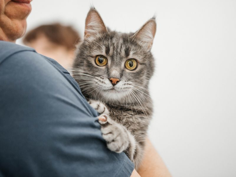 Feline Focus