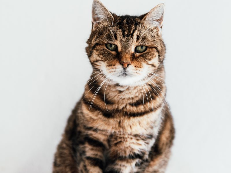 Feline Focus