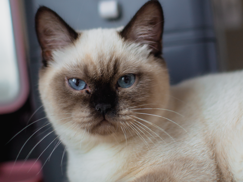 Feline Focus