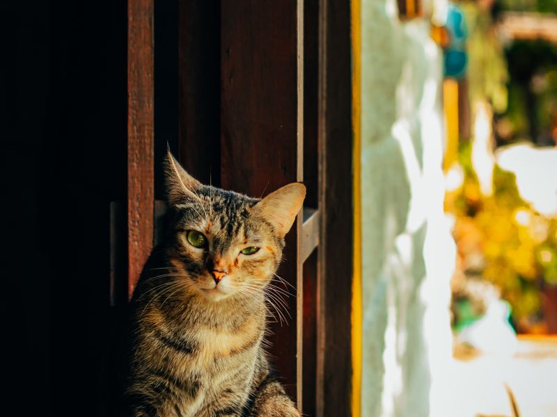 Feline Focus