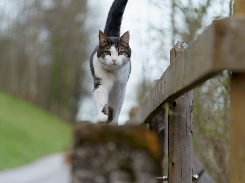 Feline Focus