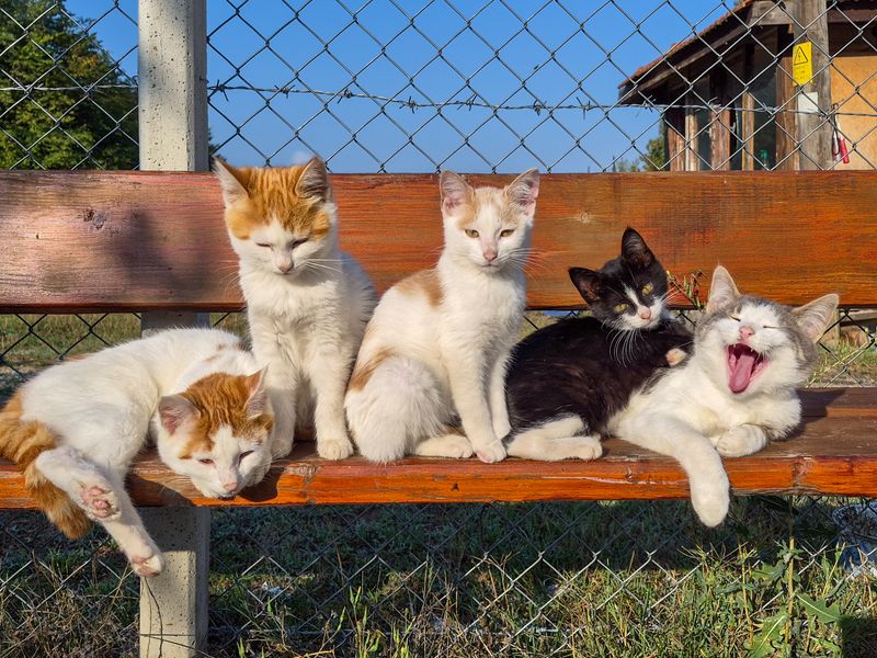 Feline Focus