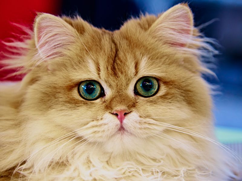 Feline Focus
