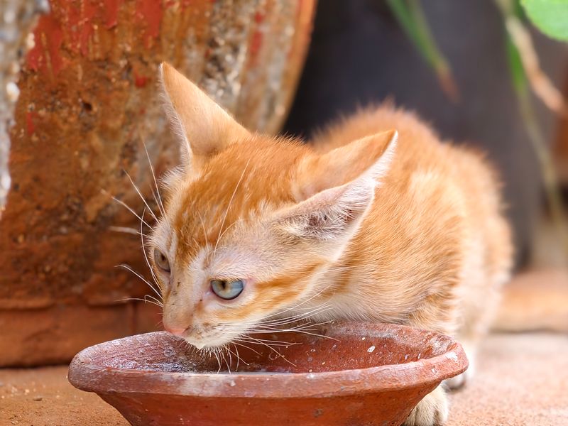 Feline Focus