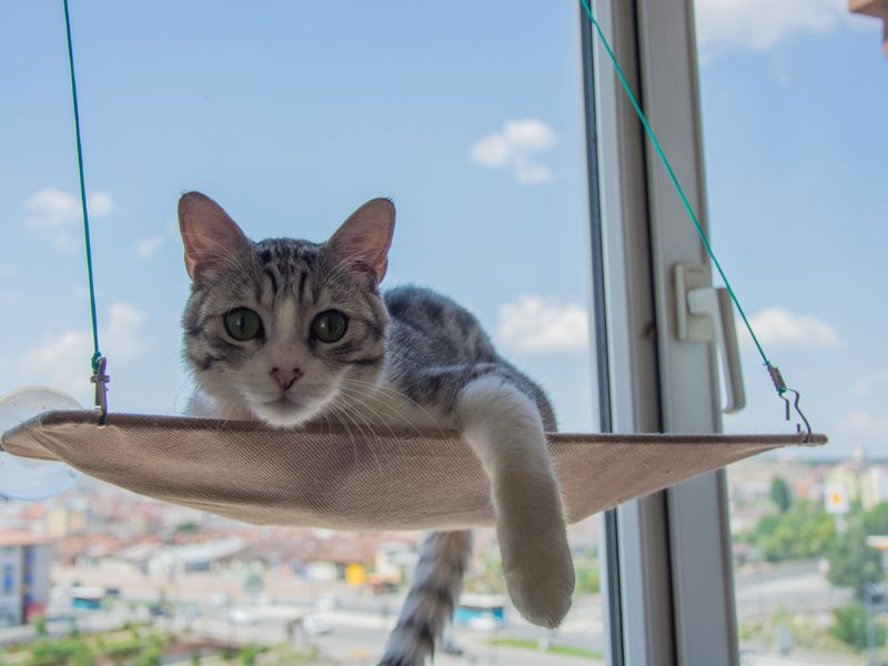 Feline Focus