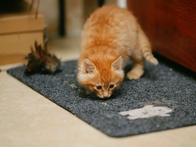 Feline Focus