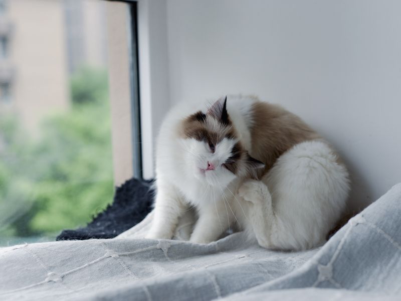 Feline Focus