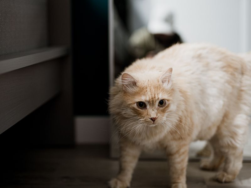 Feline Focus