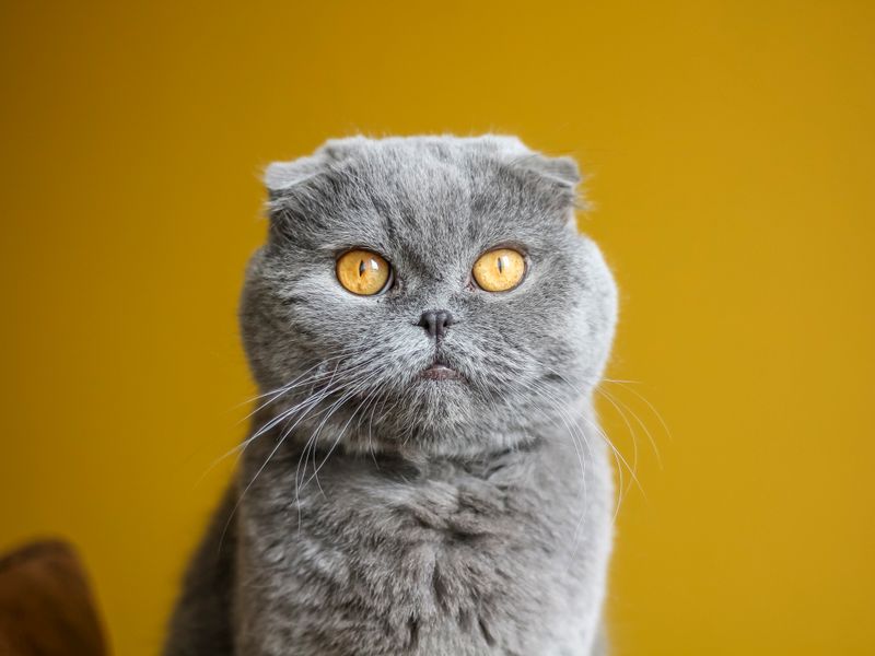 Feline Focus