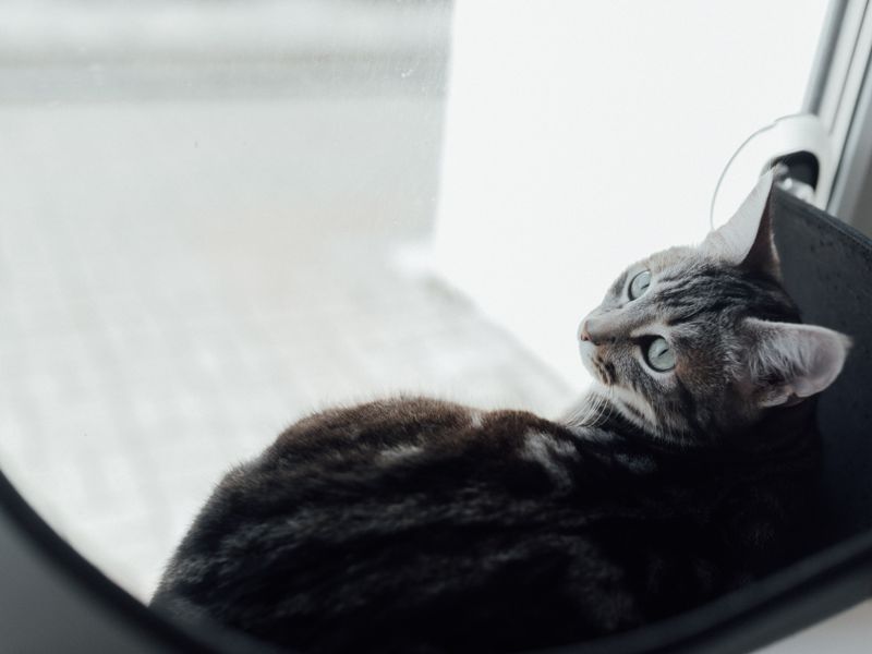 Feline Focus