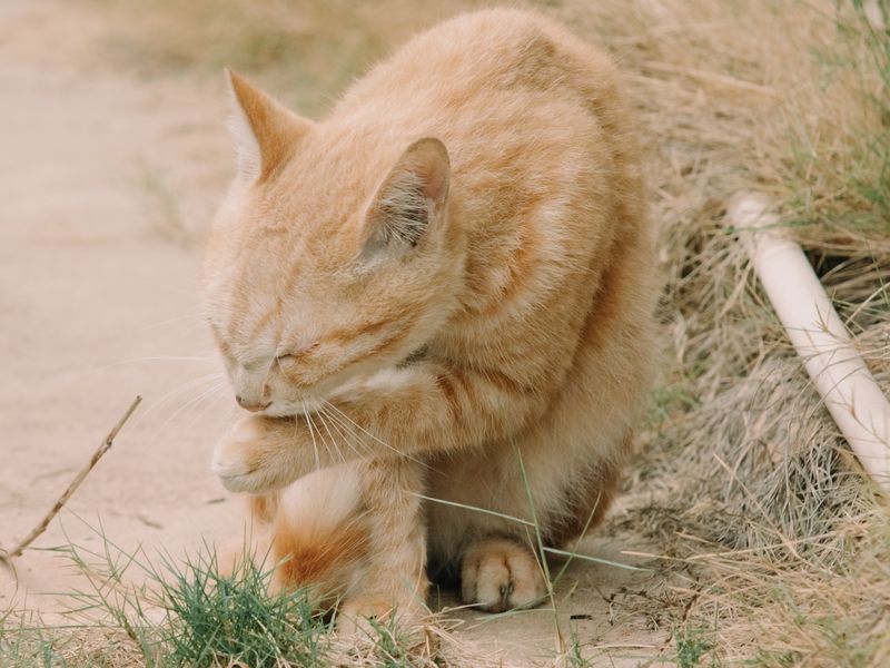 Feline Focus