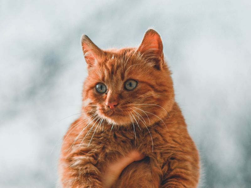 Feline Focus