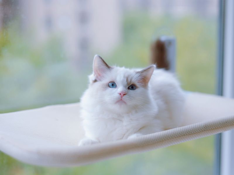 Feline Focus