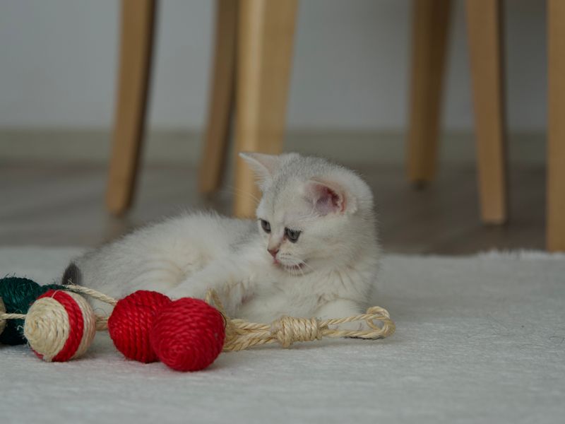 Feline Focus
