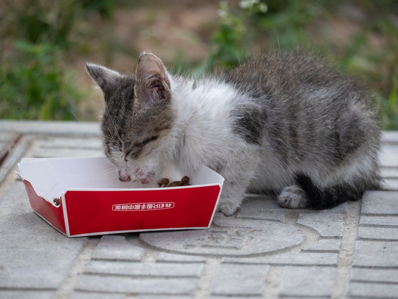 Feline Focus
