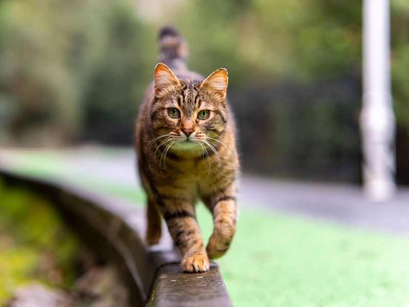 Feline Focus