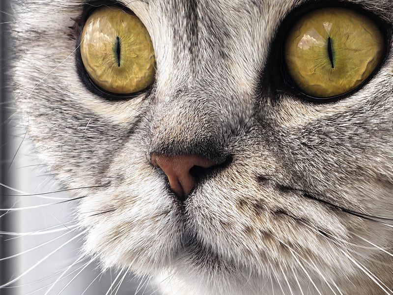 Feline Focus