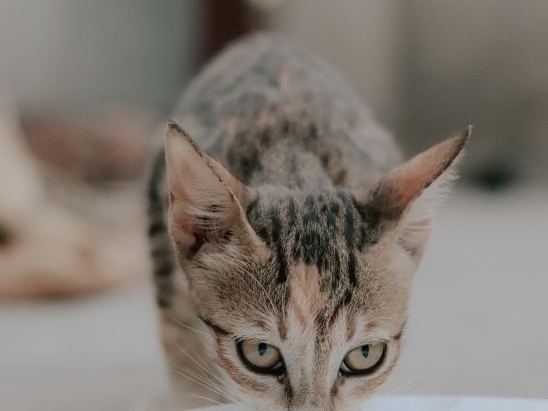 Feline Focus