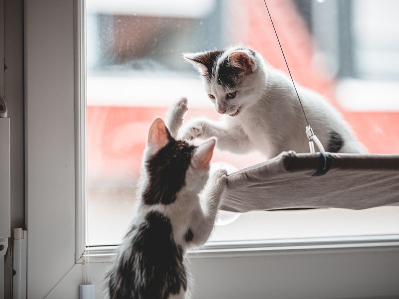 Feline Focus