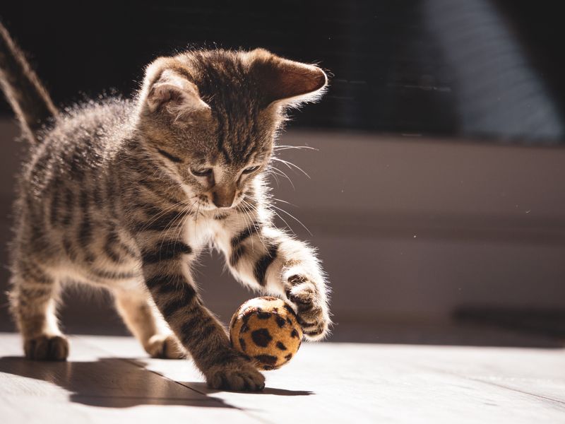 Feline Focus