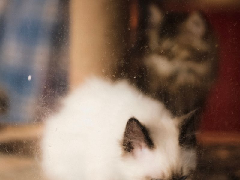 Feline Focus