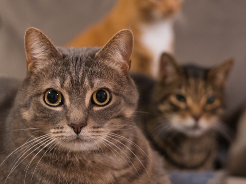 Feline Focus