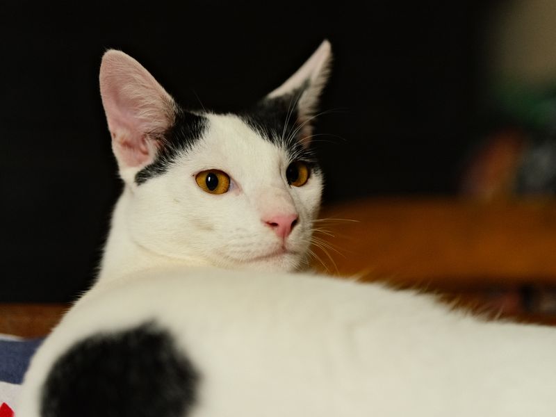 Feline Focus