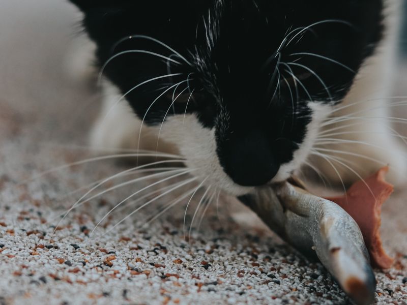 Feline Focus