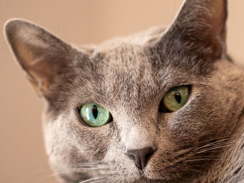 Feline Focus